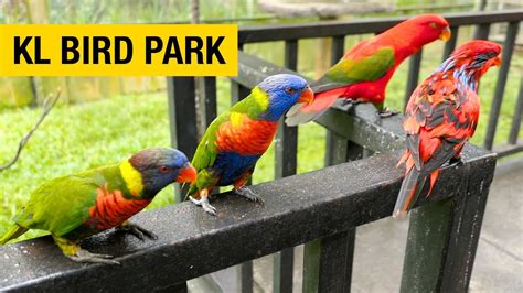 Kuala Lumpur Bird Park: Een Verrassende Vogelenjungle Met Over 3000 Vliegende Vrienden!